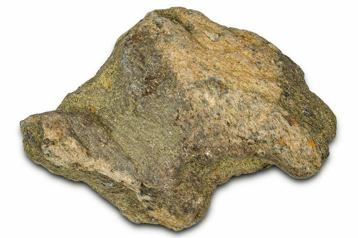 Dinosaur (Triceratops) Frill Shield Section - Montana #373875